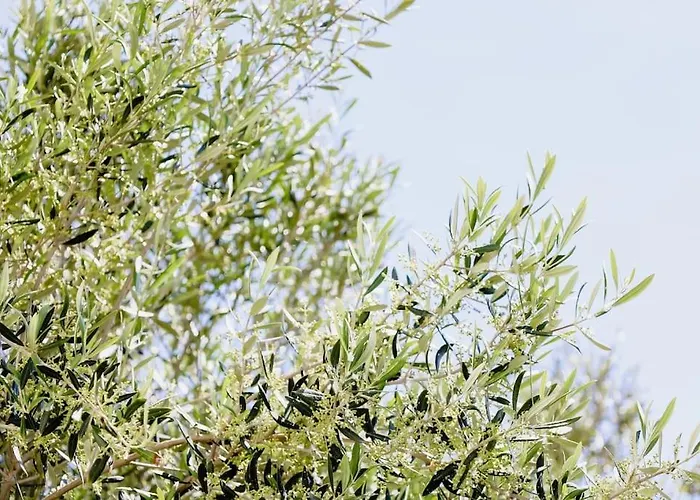 La Maison, Triandáros